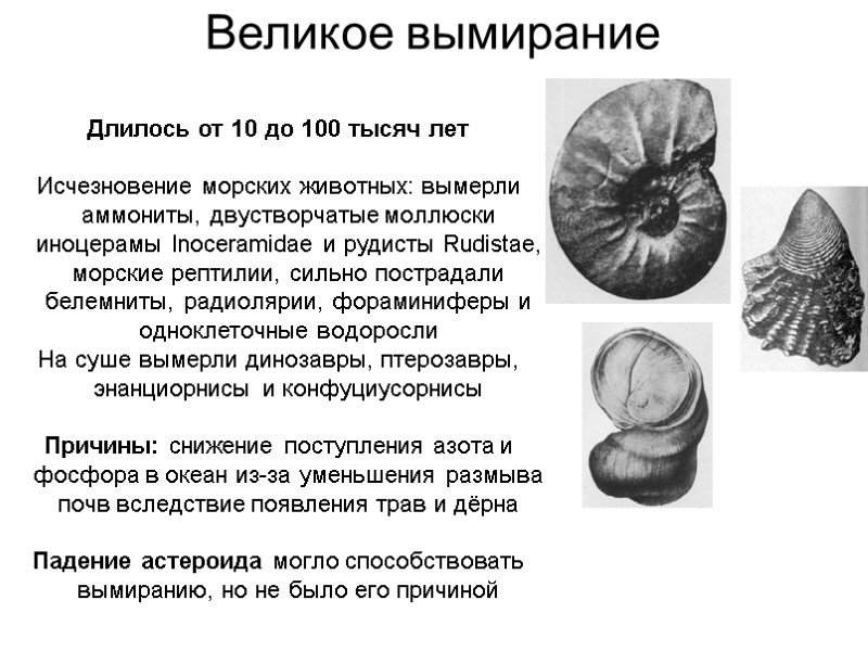 Великое вымирание Длилось от 10 до 100 тысяч лет  Исчезновение морских животных: вымерли